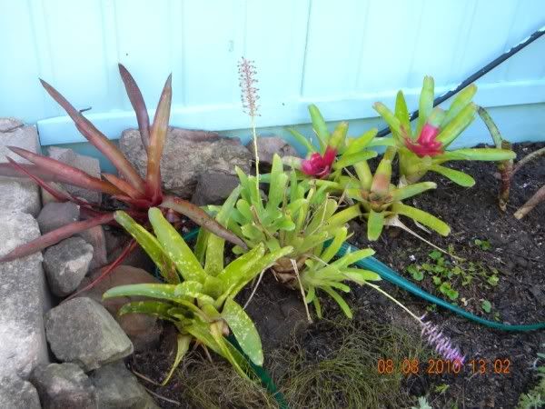 Bromeliads 1