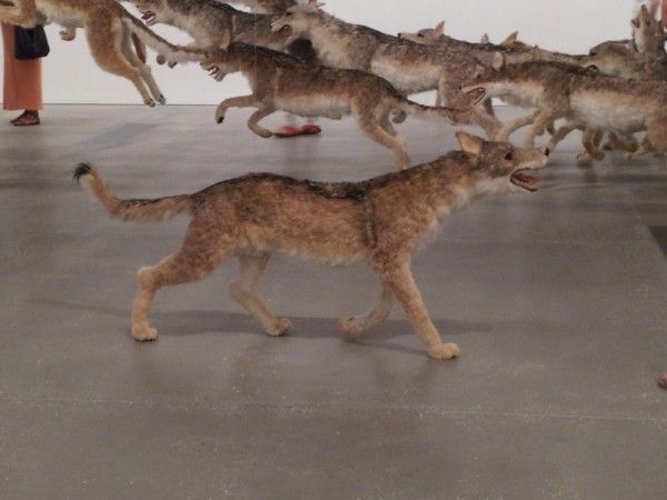 photo wolves5600x450_zps8f35547a.jpg