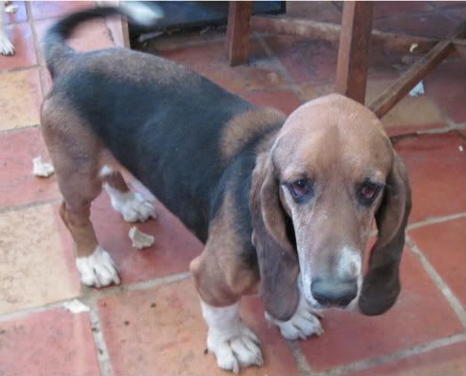 Pictures of black and tan Bassets? | Basset Hounds Forum