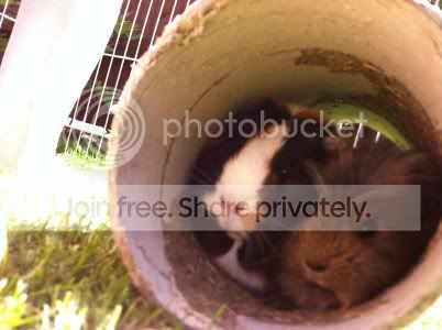 resized_guineapic.jpg