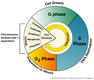 BIOLOGY notes: Unit 2 Lesson 3: childofthecornx — LiveJournal