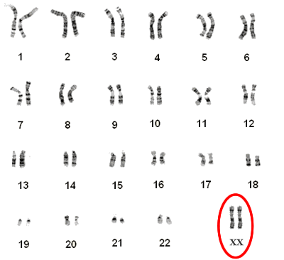 BIOLOGY notes: Unit 3 Lesson 4: childofthecornx — LiveJournal