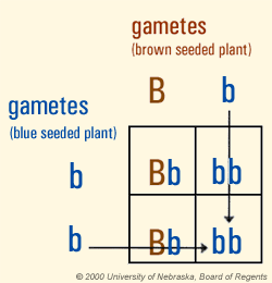 how to write genotypes for gametes