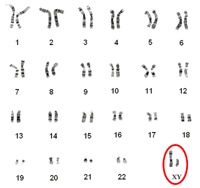 BIOLOGY notes: Unit 3 Lesson 4: childofthecornx — LiveJournal