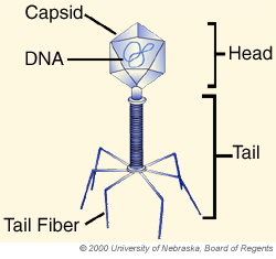 BIOLOGY notes: Unit 2 Lesson 2: childofthecornx — LiveJournal