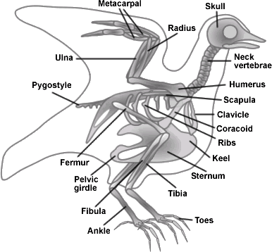 BIOLOGY notes: Unit 4 lesson 2: childofthecornx — LiveJournal