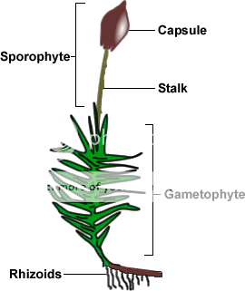 BIOLOGY notes: Unit 2 Lesson 2: childofthecornx — LiveJournal