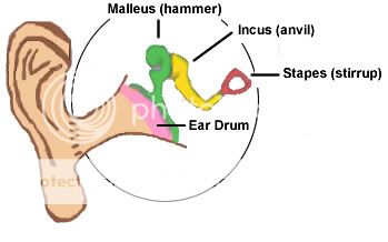 BIOLOGY notes: Unit 4 Lesson 3: childofthecornx — LiveJournal