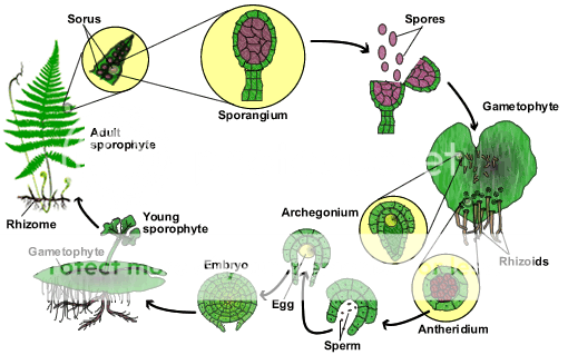 BIOLOGY notes: Unit 2 Lesson 2: childofthecornx — LiveJournal