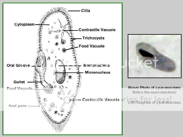 BIOLOGY notes: Unit 1 Lesson 3: childofthecornx — LiveJournal