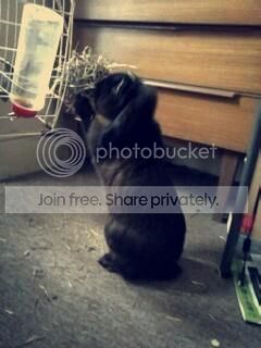  photo merlin_zps992709db.jpg