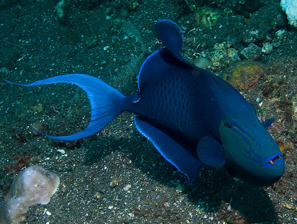 Saltwater Fish of the Day: Niger Trigger | REEF2REEF Saltwater and Reef ...