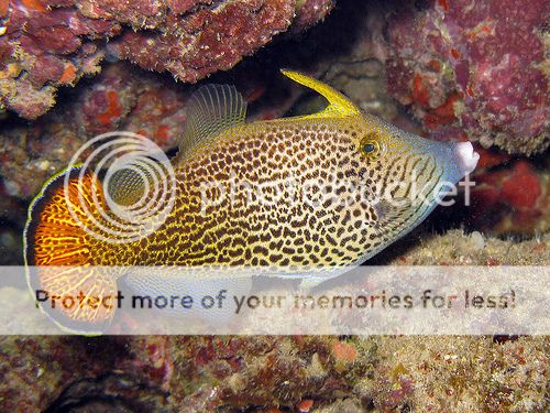 Fish of the Day: Fantail Filefish