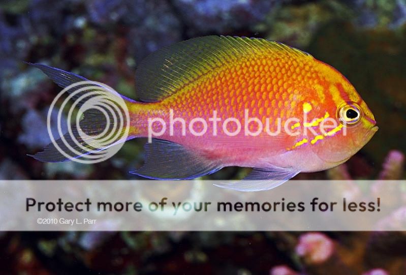 Fish of the Day: Fathead Anthias | REEF2REEF Saltwater and Reef ...