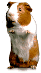 DancingGuineaPig.gif