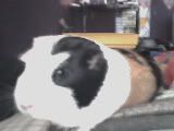 z.jpg
