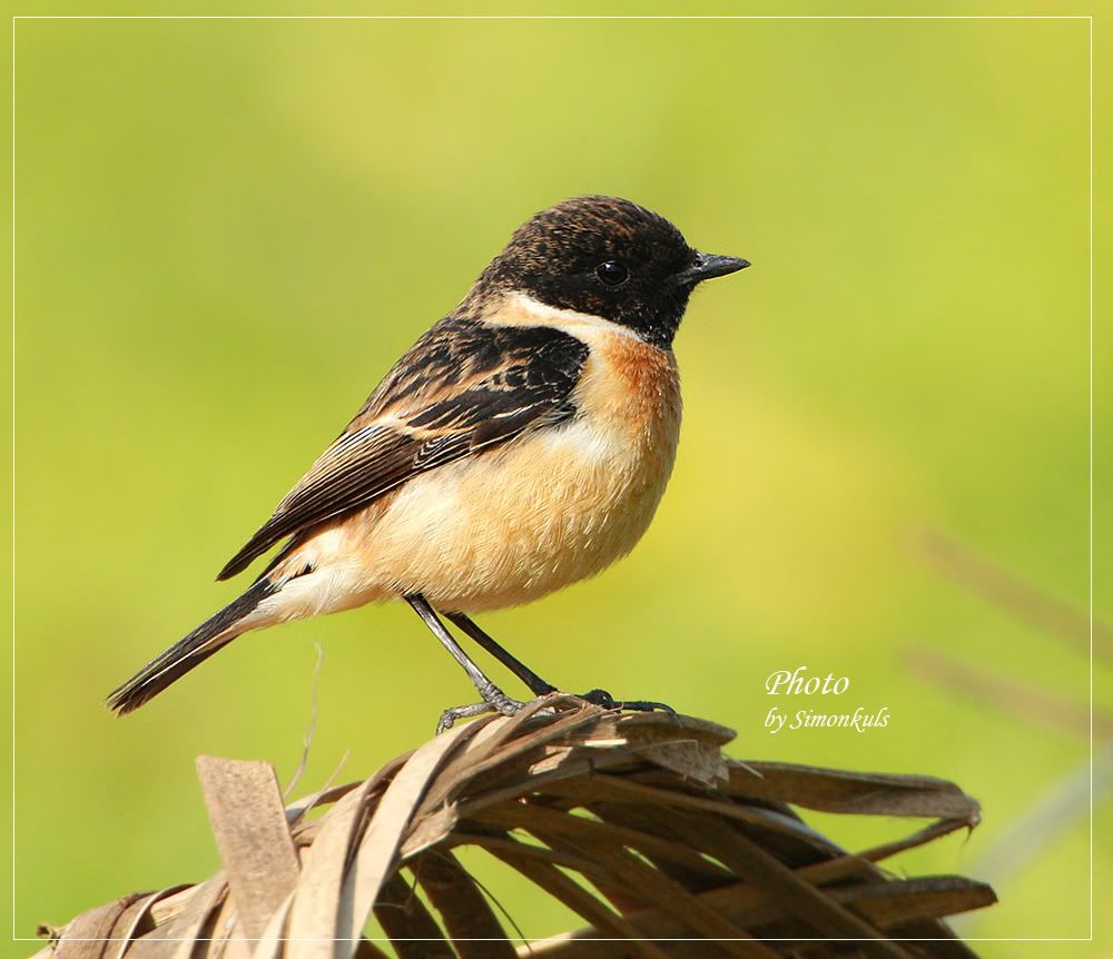 黑喉石(即鳥)仔 (common stonechat boy)