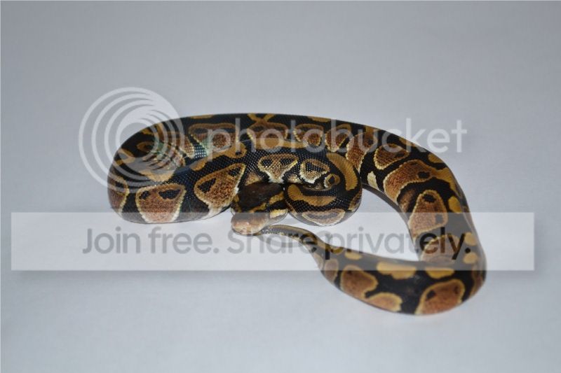 SW England - Low end Male Royal Pythons | Reptile Forums