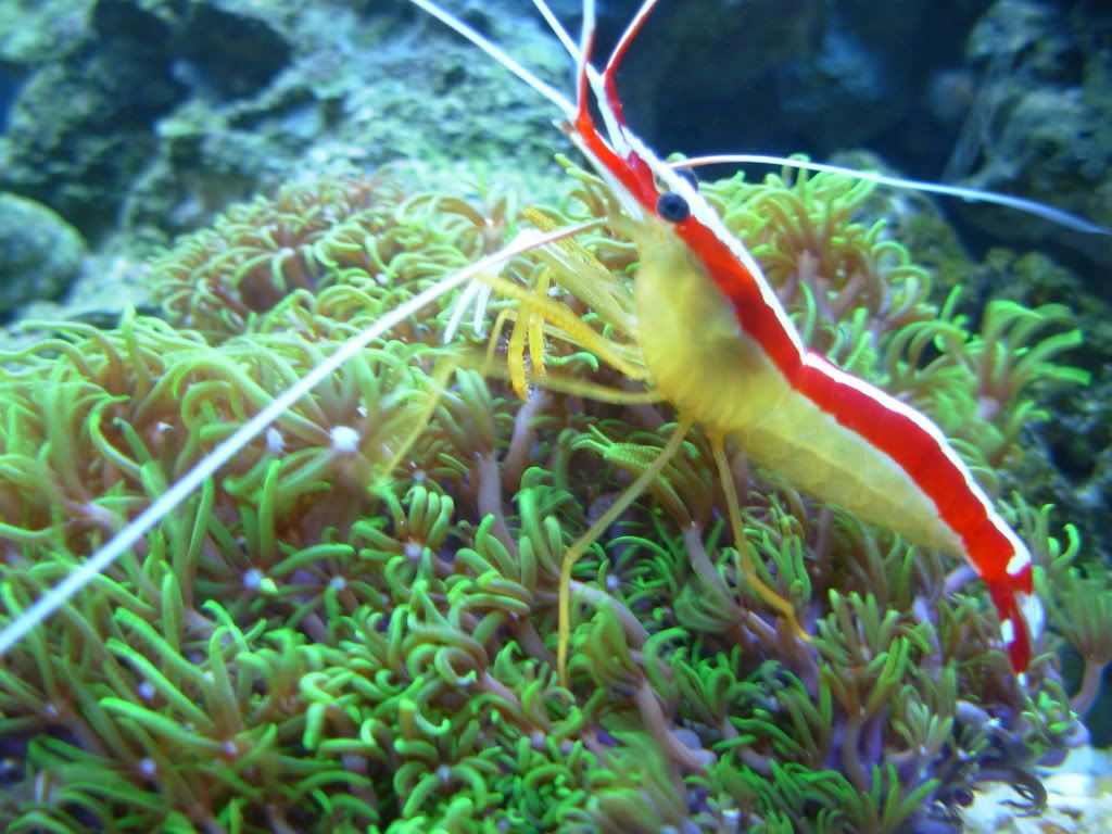 https://i6.photobucket.com/albums/y241/DBBrinson/Aquarium-05.jpg