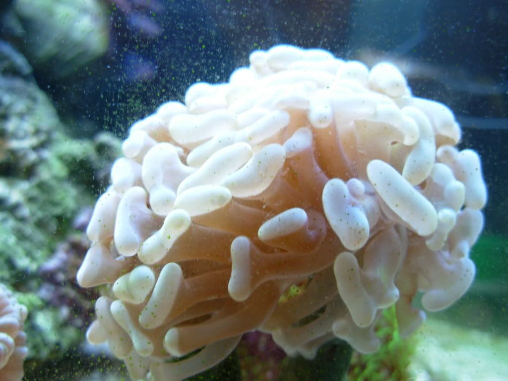 https://i6.photobucket.com/albums/y241/DBBrinson/Aquarium-06.jpg