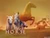 816 - War Horse