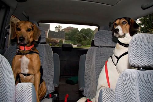 https://i6.photobucket.com/albums/y242/MagikTrik1000/BF2s/CarRide.jpg