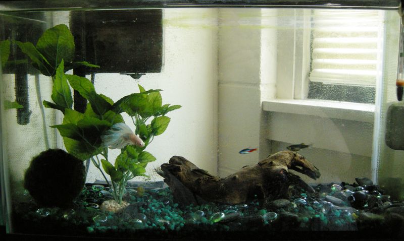 Severely Frayed Fins - Fin Rot? | Betta Fish Forum