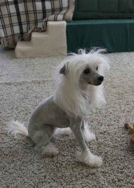 Clipping a Powder Puff - Chinese Crested Skin Care & Grooming - Chinese ...