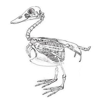 duckskeleton.jpg Photo by Greybird52 | Photobucket