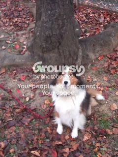 Photobucket - Video and Image Hosting